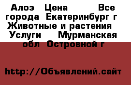 Алоэ › Цена ­ 150 - Все города, Екатеринбург г. Животные и растения » Услуги   . Мурманская обл.,Островной г.